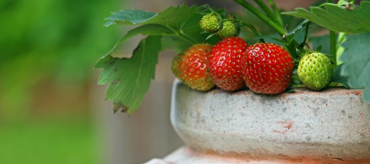 Quel engrais naturel choisir pour cultiver des fraises en pot ?