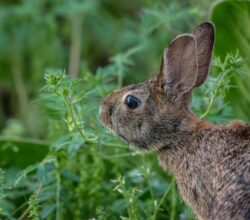Astuces et conseils pour créer l’environnement idéal pour votre lapin nain