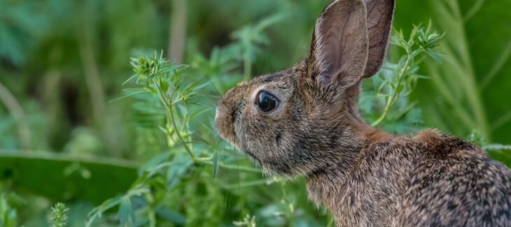 Astuces et conseils pour créer l’environnement idéal pour votre lapin nain
